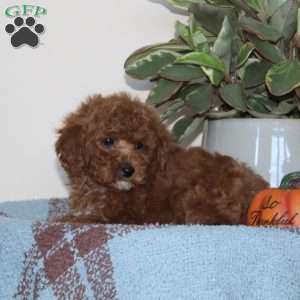 Ginger, Cavapoo Puppy